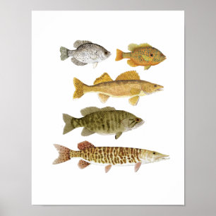 Póster Los mejores Gamefish de agua dulce