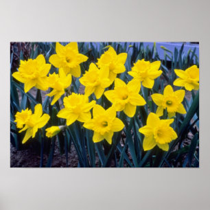 Póster los narcisos de la trompeta amarilla, "rey Alfred"