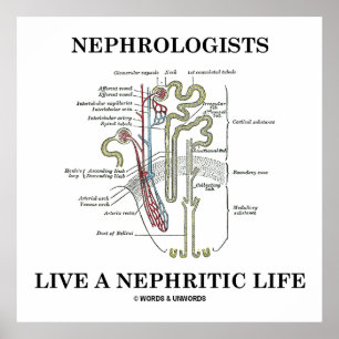 Póster Los Nefrologos Viven Una Vida Nefrita (Nephron)