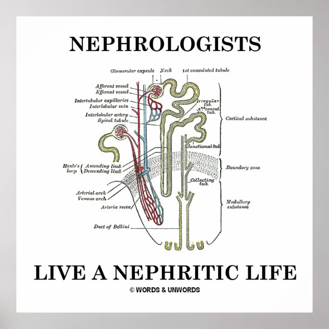 Póster Los Nefrologos Viven Una Vida Nefrita (Nephron) (Frente)