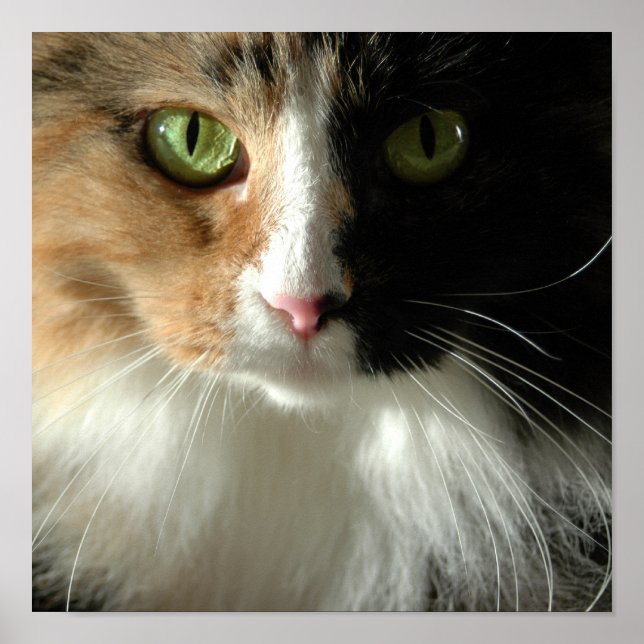 Póster Los Ojos del Gato (Frente)