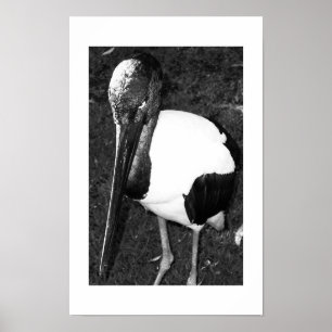 Póster Los ojos que siguen a la fotografía en blanco y ne