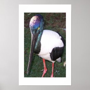 Póster Los Ojos Que Siguen La Fotografía De Color De Aust