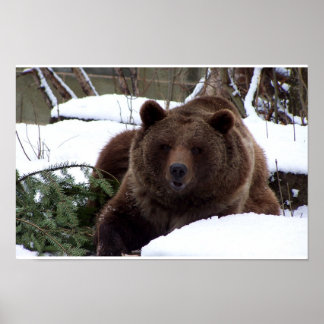 Póster los osos de Berna