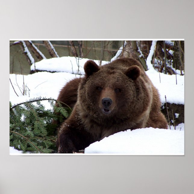 Póster los osos de Berna (Frente)