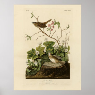 Póster Los pájaros de América de Lincoln Finch (Sparrow)