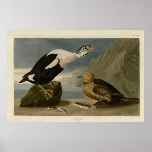 Póster Los pájaros de América del Rey Pato (Rey Eider) Au