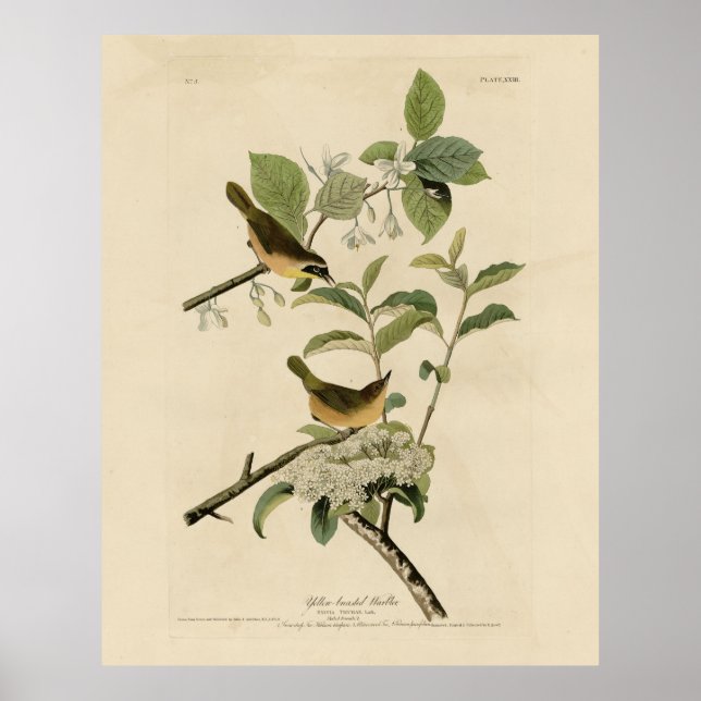 Póster Los pájaros de América del Warbler Audubon, de pec (Frente)