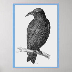 Póster Los 'pájaros de Australia' de John Gould ~ El cuer