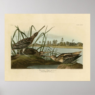 Póster Los pájaros de Estados Unidos del francotirador es