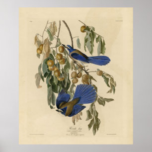 Póster Los pájaros de Estados Unidos del Jay de Florida (