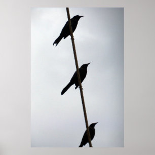 Póster Los pájaros en pájaros de un alambre en un poster