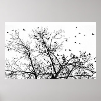 Póster los pájaros negros