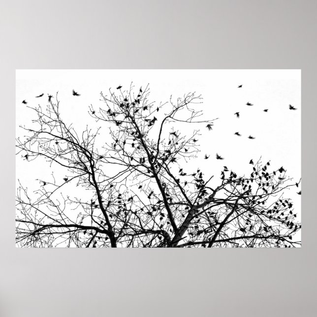 Póster los pájaros negros (Frente)