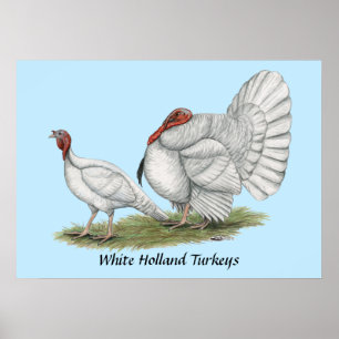 Póster Los pavos son blancos