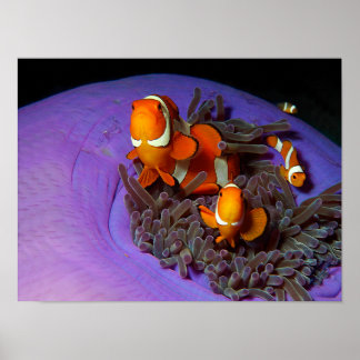 Póster Los peces payaso están siempre en movimiento | Ane