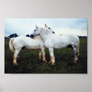 Póster Los Percherons Grooming Entre Sí