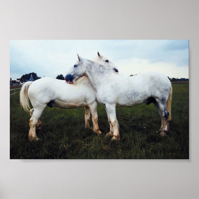 Póster Los Percherons Grooming Entre Sí (Frente)