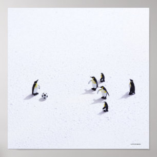 Póster Los pingüinos que juegan a fútbol