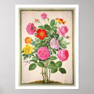 Póster Los rosas, platean 4 del Florilegium de Nassau