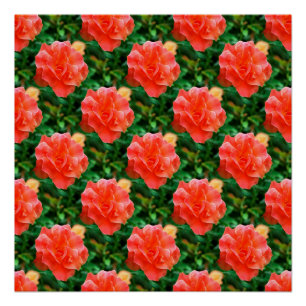 Póster Los rosas son rojos...