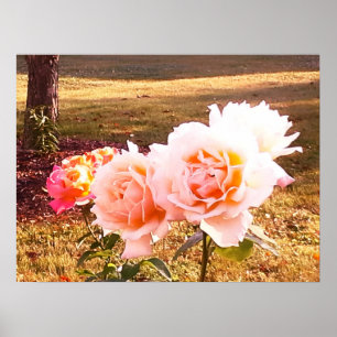Póster LOS rosas TIENEN BELLEZA ELEGANTE