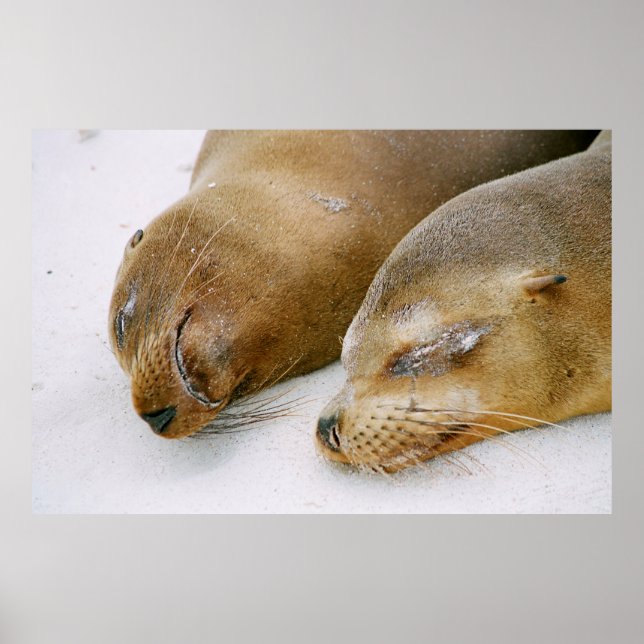 PÓSTER LOS SELLOS DISFRUTAN DEL SOL Y UNOS A OTROS EN EL (Frente)