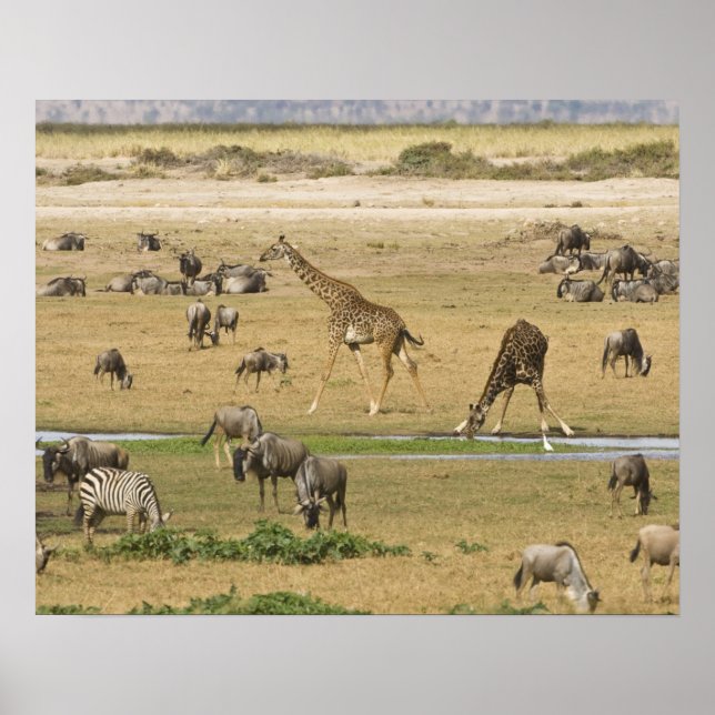 Póster Los silvestres, las cebras y jirafas se reúnen en  (Frente)