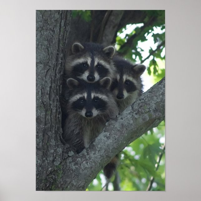Póster Los tres amigos (Frente)
