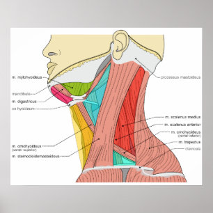 Póster Los triángulos del cuello Muscles el diagrama