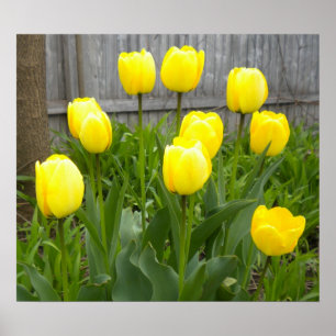 Póster Los tulipanes amarillos
