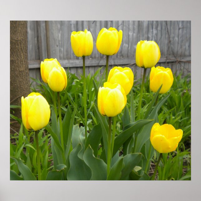 Póster Los tulipanes amarillos (Frente)