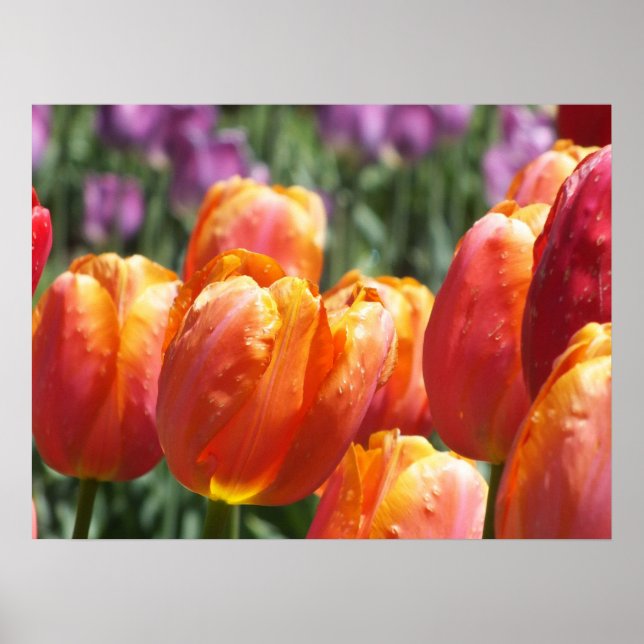 Póster Los tulipanes Naranjas (Frente)