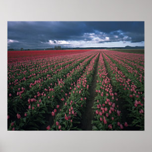 Póster Los tulipanes rosados y rojos brillan bajo oscurid