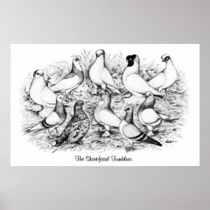 Póster Los Tumblers de corto rostro