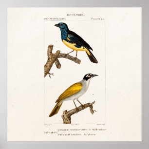 Póster Los viejos 1800s Oriole del vintage colorean el