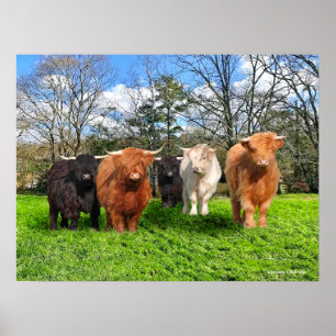 Póster "Los Woolies"