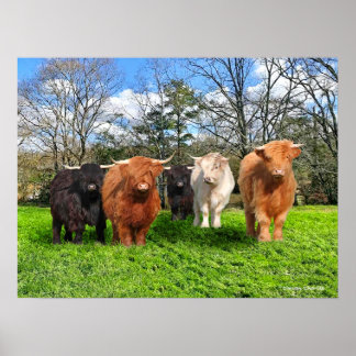 Póster "Los Woolies"