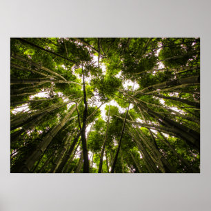 Póster Lost In The Bamboo