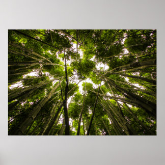 Póster Lost In The Bamboo