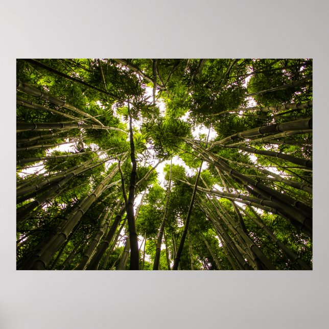 Póster Lost In The Bamboo (Frente)