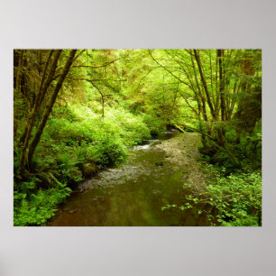Póster Lost Man Creek I en el Parque Nacional Redwood