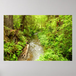 Póster Lost Man Creek II en el Parque Nacional Redwood