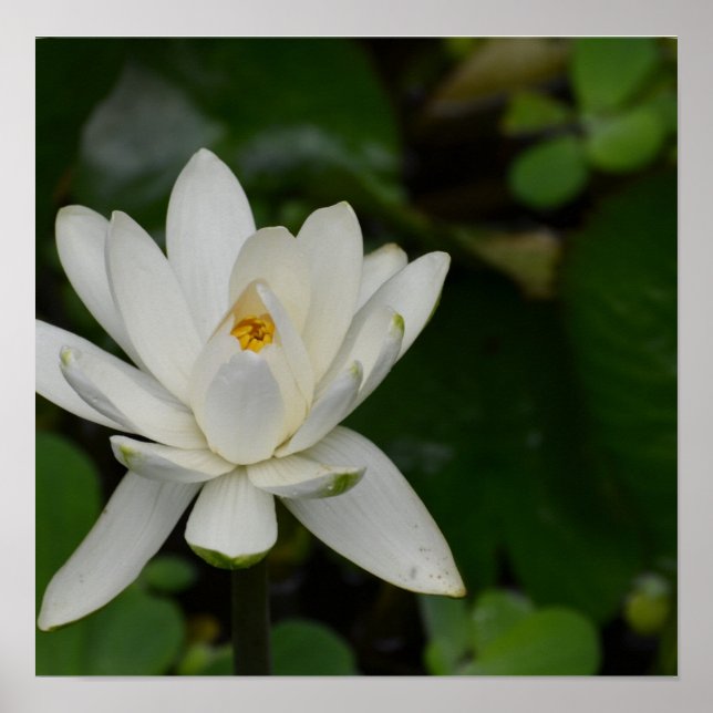 Póster Lote blanco (Frente)