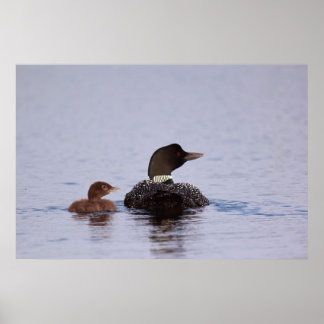 Póster Lotes en el lago Forked