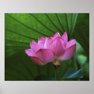 Póster Loto Ohga, Jardín Sankei-en, Yokohama, Japón