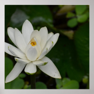 Póster Lotus blanco