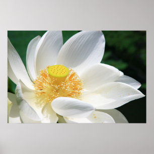 Póster Lotus blanco