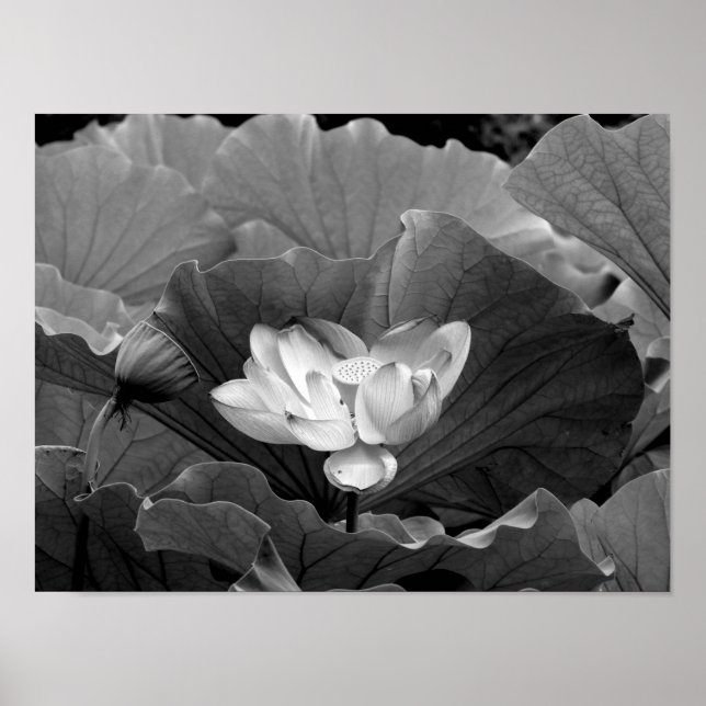 Póster Lotus Bloom en blanco y negro (Frente)
