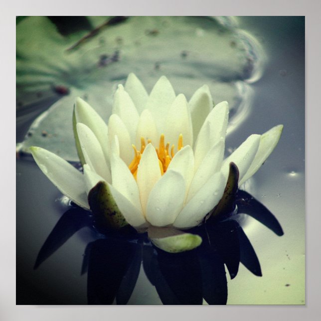 Póster Lotus Blossom (Frente)